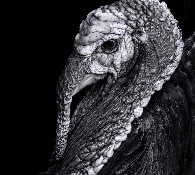 Close-up of animal eye against black background