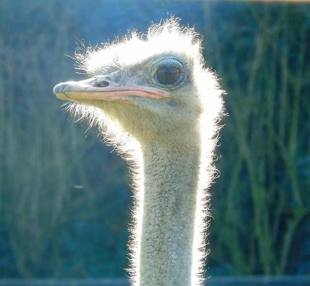 Foto prossimo piano dell'occhio dell'animale