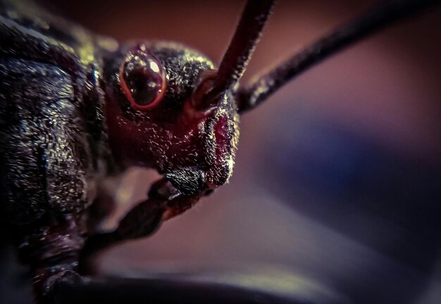 Photo close-up of animal eye