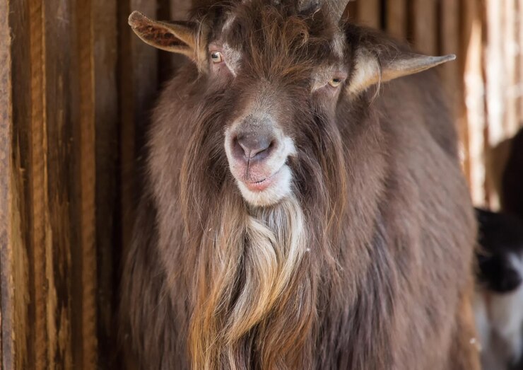 Photo 動物の眼のクローズアップ