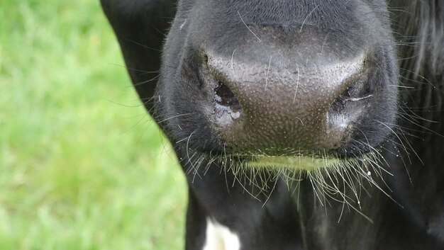 Close-up of an animal eye