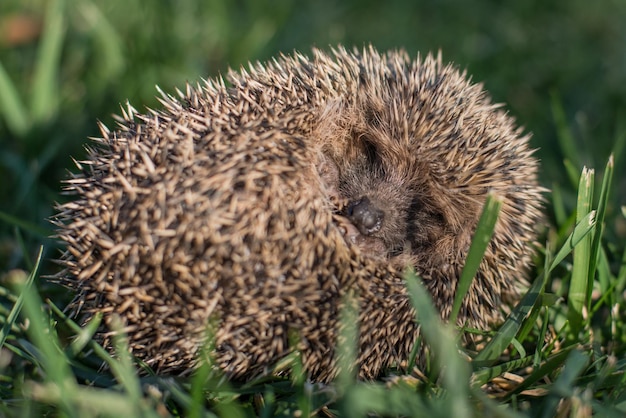 Foto close-up di un animale sul campo