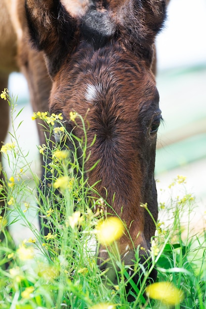 Foto close-up di un animale sul campo