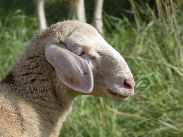 Foto close-up di un animale sul campo