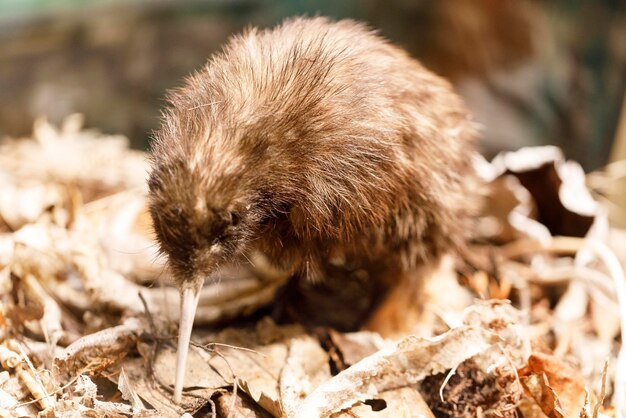 Foto close-up di un animale sul campo