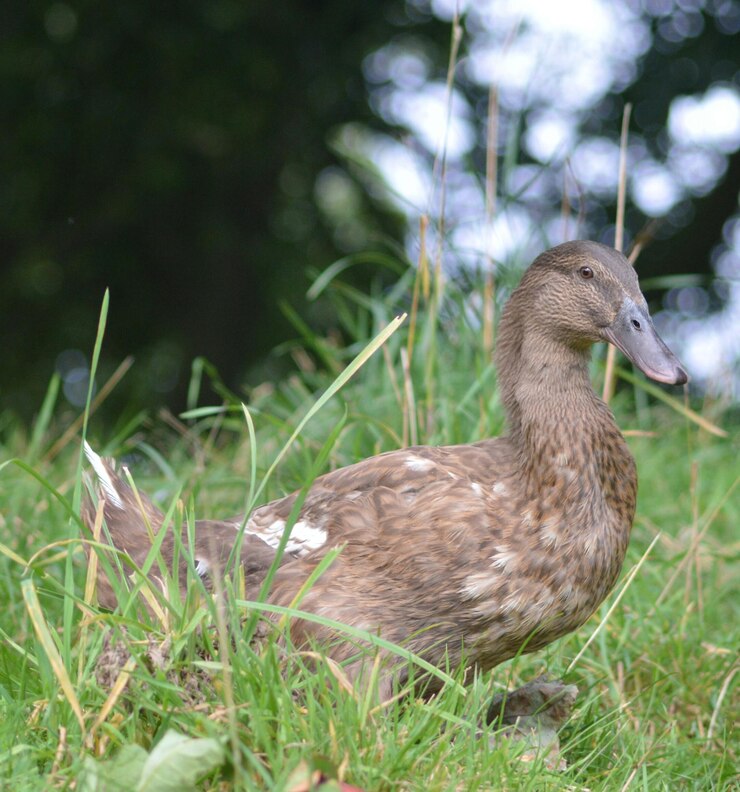 Photo フィールドの動物のクローズアップ