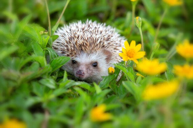 Foto close-up di un animale sul campo