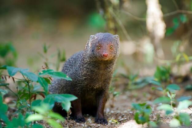 Foto close-up di un animale sul campo