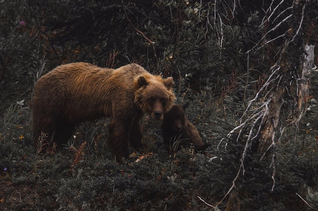 Foto close-up di un animale nella foresta