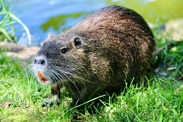 Foto close-up di un animale sull'erba