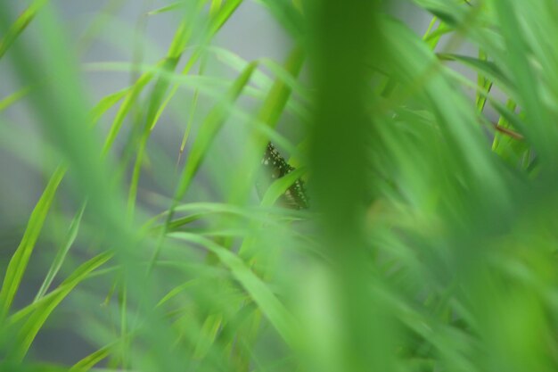 Close-up of an animal on grass