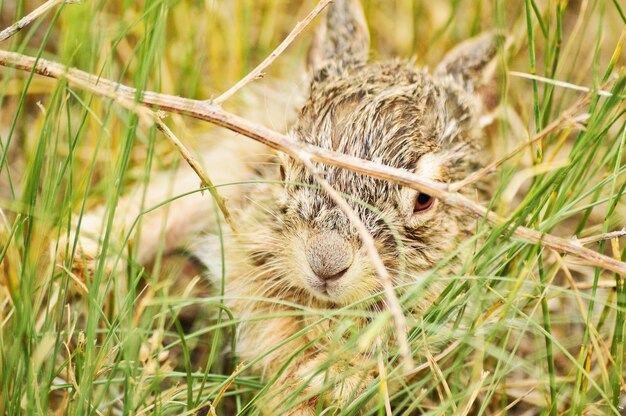 草の上にある動物のクローズアップ