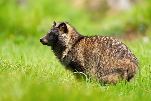 Foto close-up di un animale sull'erba