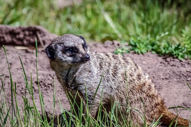 Foto close-up di un animale sull'erba