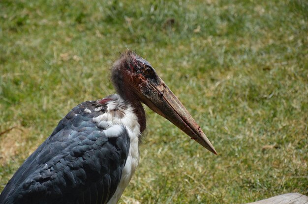 Foto close-up di un animale su un campo erboso