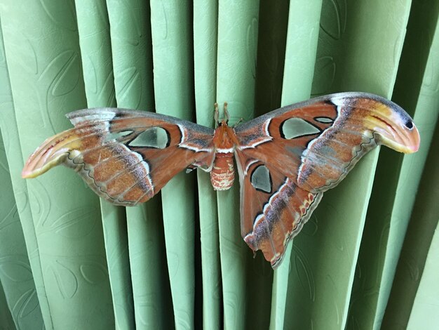 Photo close-up of animal hanging on metal