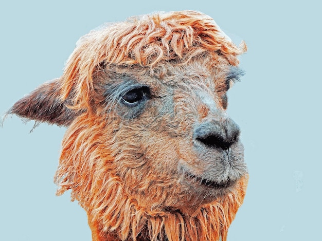 close-up of an animal head