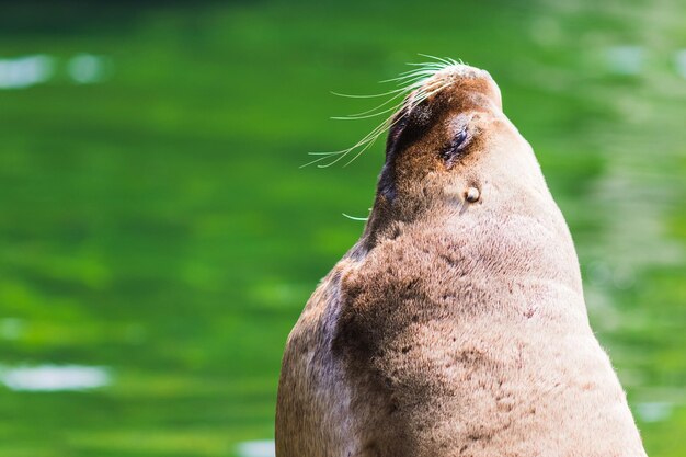 Close-up of an animal head