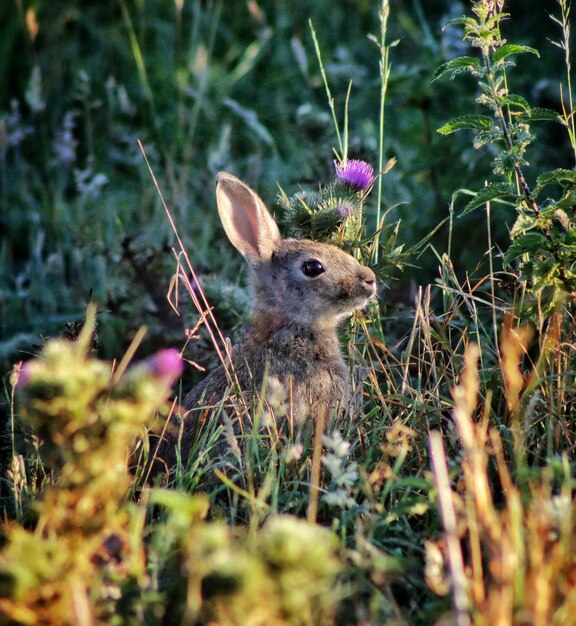 Photo close-up of an animal on land