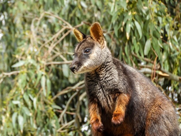 Photo close-up of an animal on land