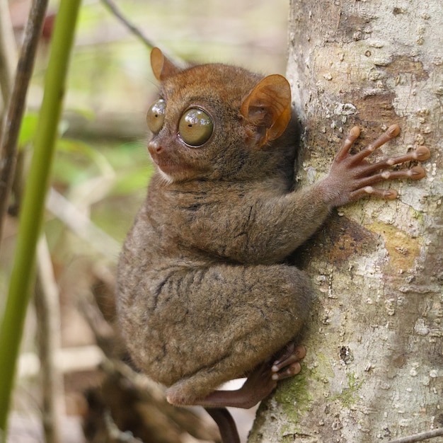 木の幹に座っている動物のクローズアップ