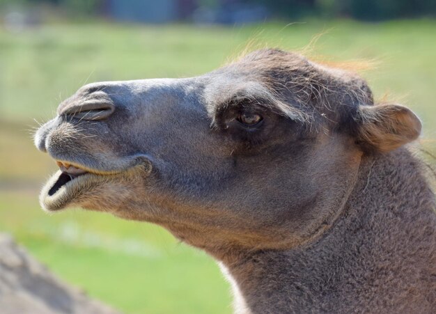 遠くを見ている動物のクローズアップ