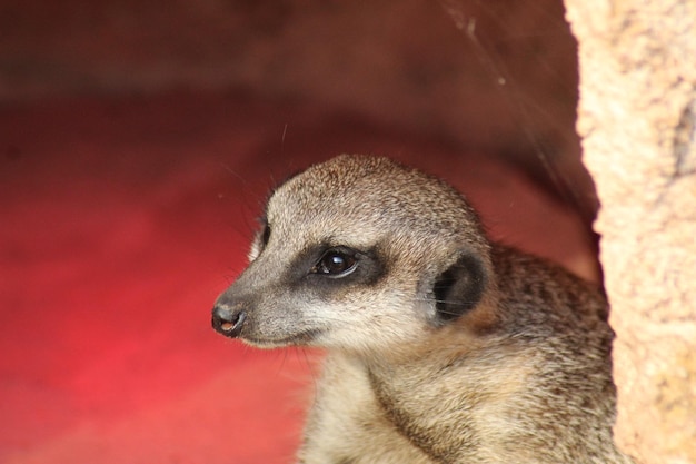 Close-up of an animal looking away