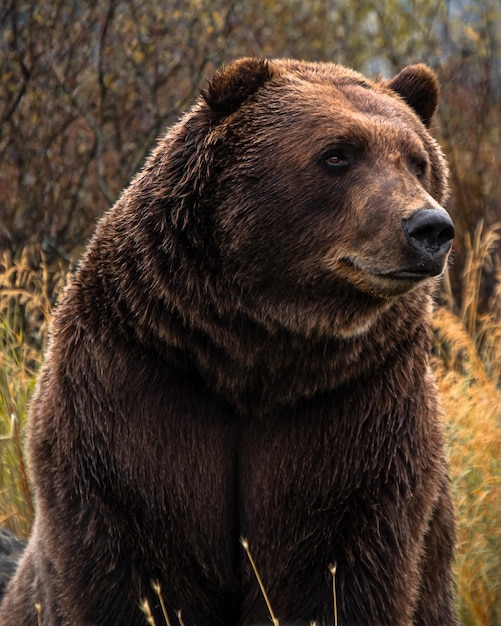 Foto prossimo piano di un animale che guarda altrove