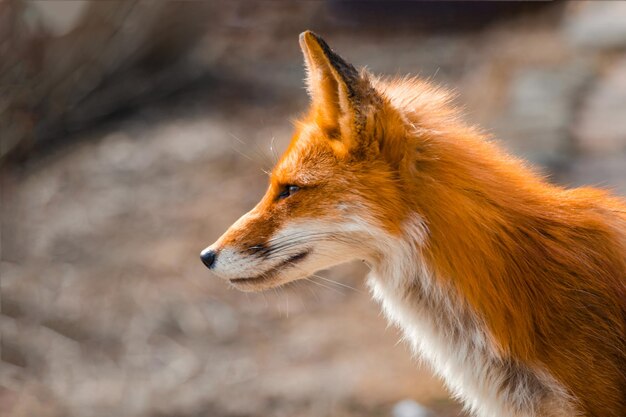 遠くを見ている動物のクローズアップ