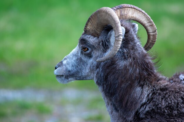 Close-up of an animal looking away