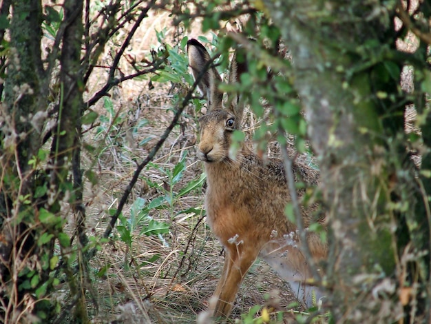 国立公園の動物のクローズアップ