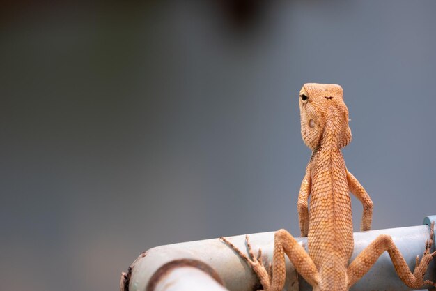 Photo close-up of animal representation