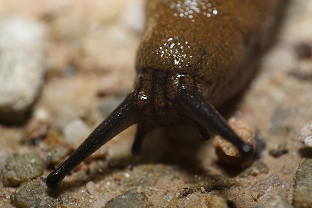 Foto close-up di un animale sulla roccia