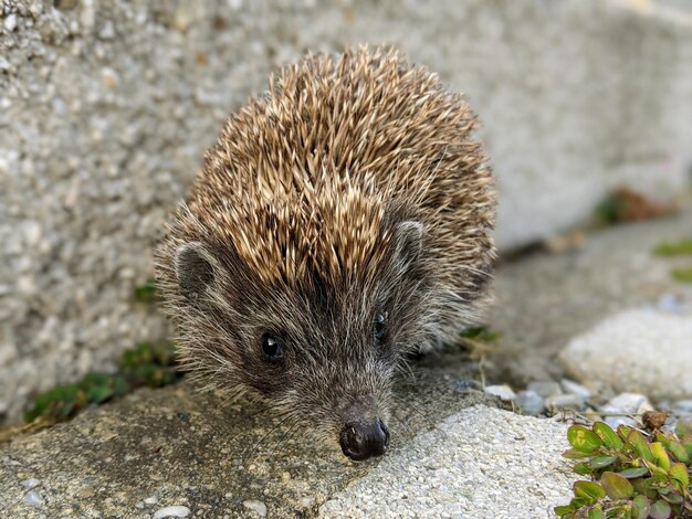 Photo close-up of an animal on rock