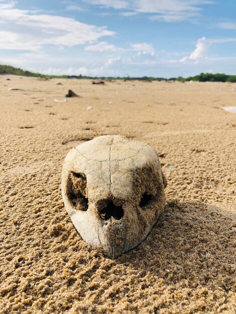 Foto close-up di un animale sulla sabbia