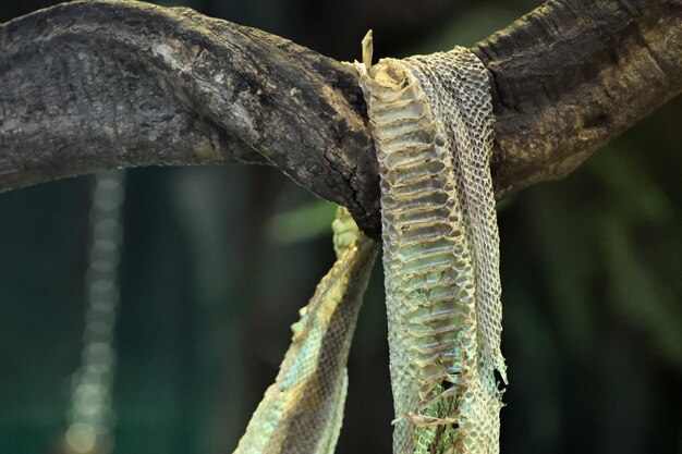 Photo close-up of animal scale hanging on branch