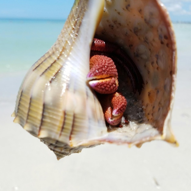 Photo close-up of animal in shell at beach