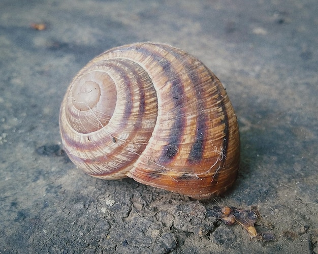 地上の動物ののクローズアップ