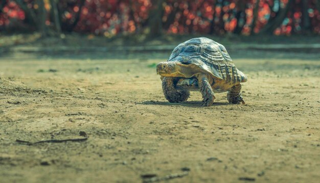 Foto prossimo piano di un guscio animale a terra