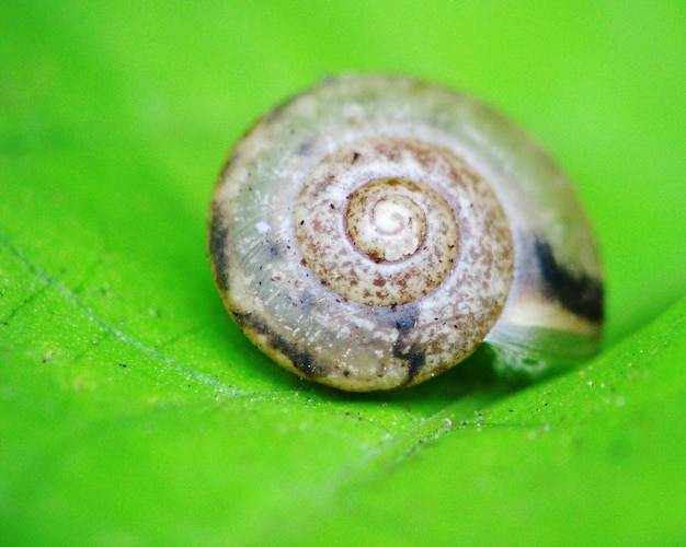 Close-up of animal shell on leaf