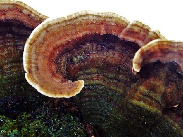 Close-up of animal shell