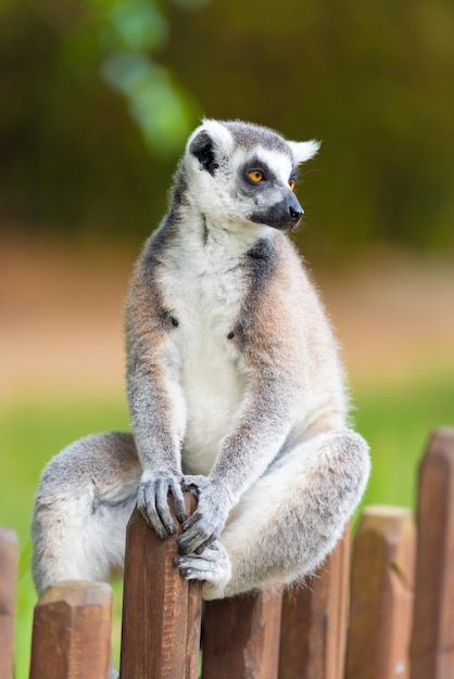 Foto close-up di un animale seduto su un palo di legno