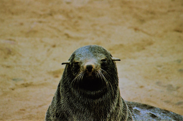 Foto close-up di un cranio di animale sulla spiaggia