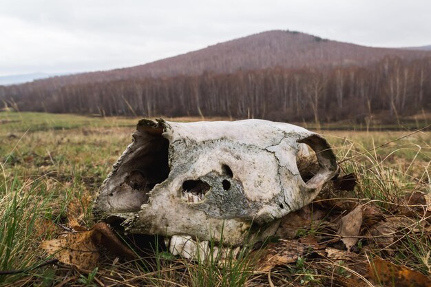 Foto close-up di un cranio di animale sul campo