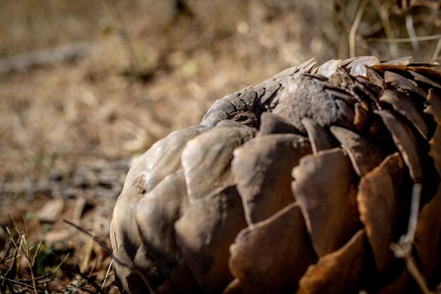 Foto close-up di un cranio di animale sul campo