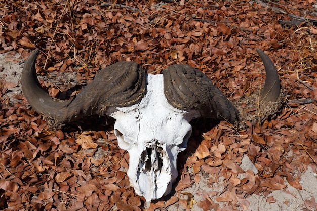 Foto close-up di un cranio di animale sul campo