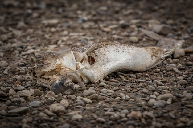 Foto prossimo piano del cranio di un animale a terra