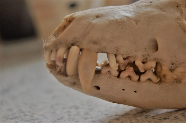 Photo close-up of animal skull on marble table