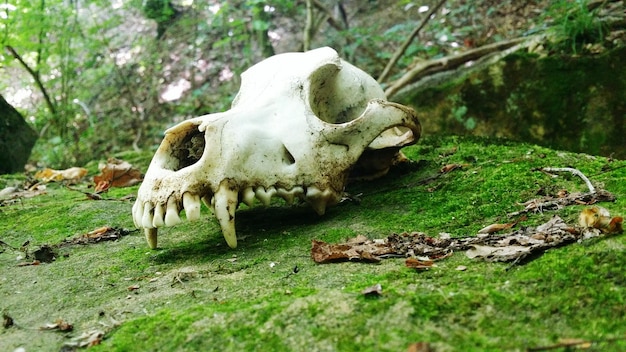 Foto close-up di un cranio di animale su una roccia coperta di muschio