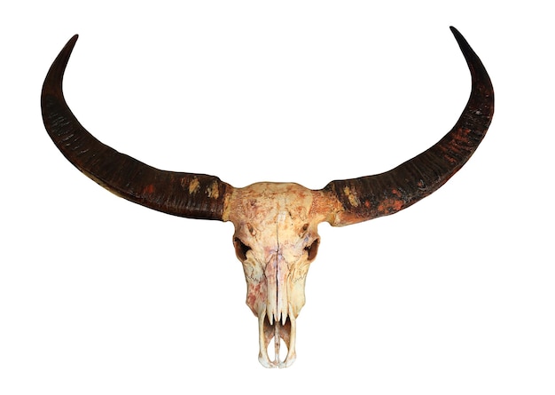 Photo close-up of animal skull mounted on white background